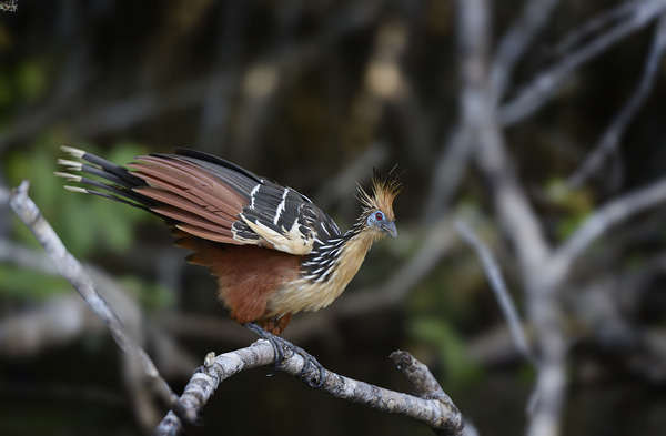 Hoatzin Opisthocomus hoazin on a branch over Lake Garzacocha Digital Download