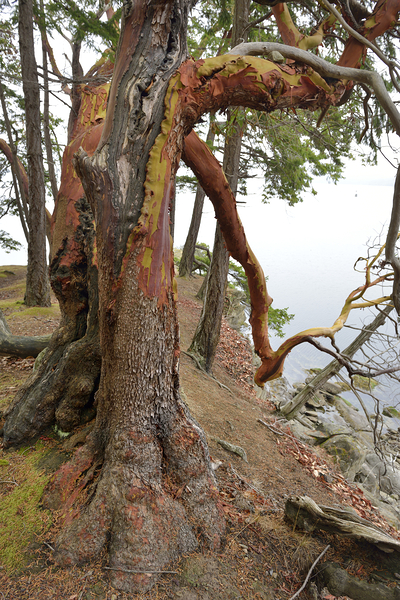 Arbutus tree at Panther Point  Digital Download