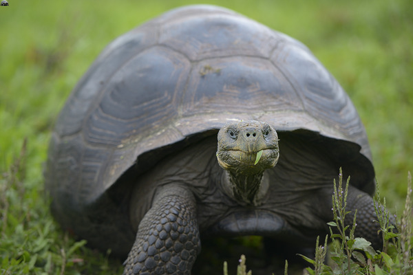 Galapagos giant tortoise Digital Download
