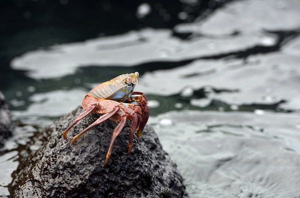 Sally Lightfoot crab Grapsus grapsus Urbina Bay Isabela Island Galapagos Islands Ecuador Digital Download