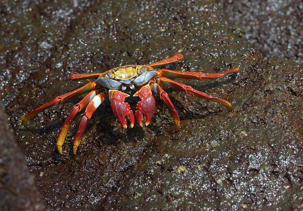Sally Lightfoot crab Digital Download