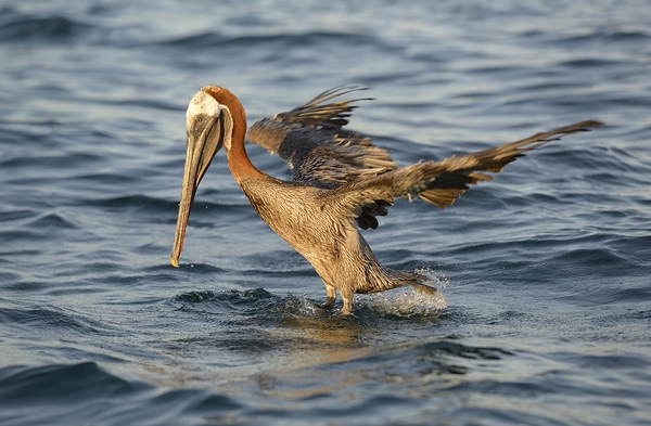 Brown Pelican Pelecanus occidentalis Elizabeth Bay Isabela Island Galapagos Islands Ecuador Digital Download