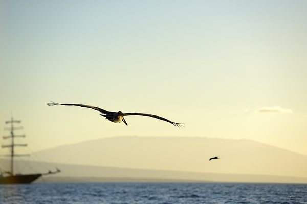 Brown Pelican Pelecanus occidentalis Elizabeth Bay Isabela Island Galapagos Islands Ecuador Digital Download