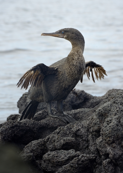 Flightless Cormorant or Galapagos Cormorant Phalacrocorax harrisi Urbina Bay Isabela Island Galapagos Islands Ecuador Digital Download