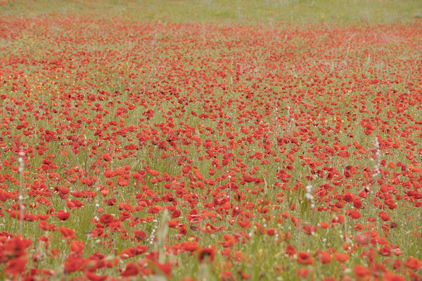 Red poppies - Roussillon Digital Download