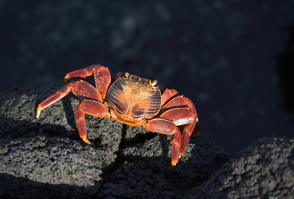 Sally Lightfoot crab Grapsus grapsus on black lava Punta Espinosa Fernandina Island Galapagos  Islands Ecuador Digital Download