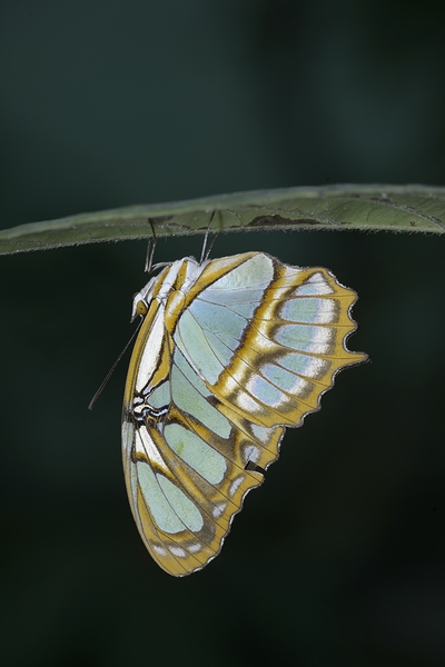 Butterfly at the La Selva Jungle Lodge butterfly farm Amazon Ecuador Digital Download