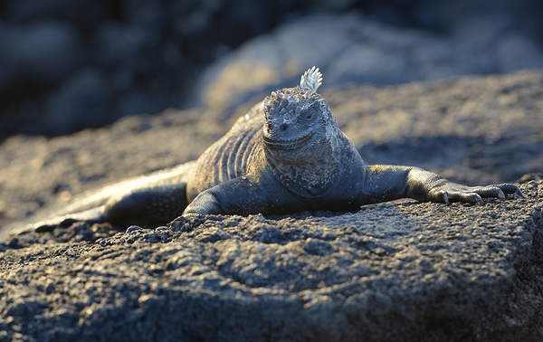 Marine Iguana at sunset Amblyrhynchus cristatus Punta Espinosa Fernandina Island Galapagos Islands Ecuador Digital Download