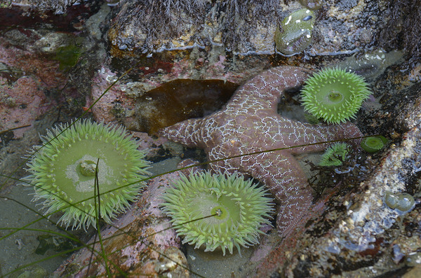 Anemones and eel grass in a tidepool Digital Download