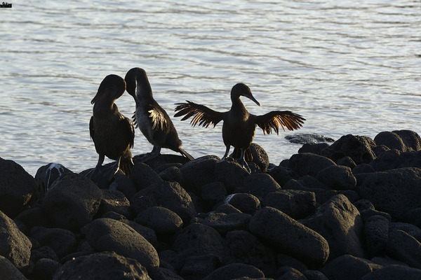 Flightless Cormorants Phalacrocorax harrisi stretching their wings. Punta Espinosa. Fernandina Island. Galapagos Islands. Ecuador Digital Download