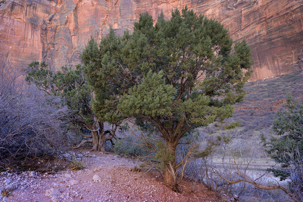 Zion National Park Utah Digital Download