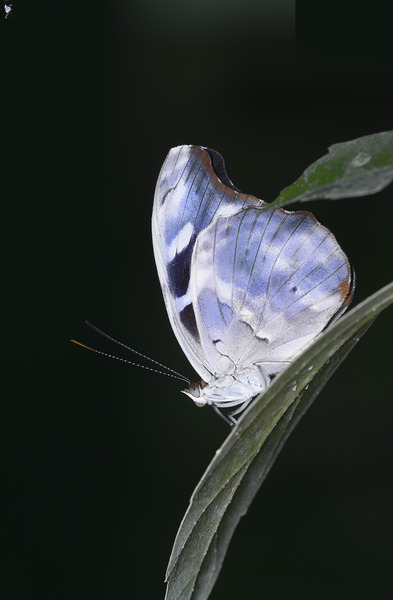 Butterfly at the La Selva Jungle Lodge butterfly farm Digital Download