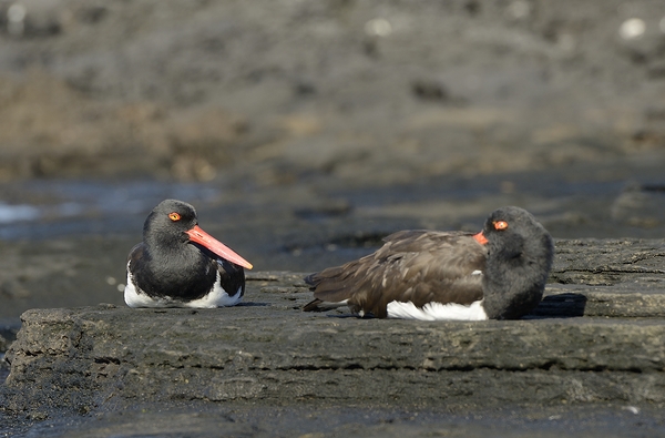 American Oystercatchers Haematopus palliatus sitting on lava Puerto Egas Santiago Island Galapagos Islands Ecuador
 Digital Download