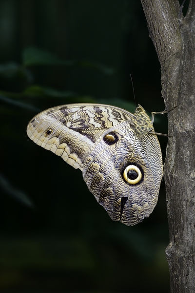 Owl butterfly Caligo idomeneus at the La Selva Jungle Lodge  Amazon Ecuador Digital Download