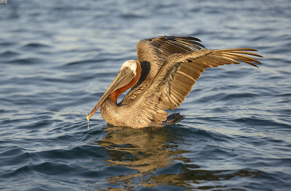 Brown Pelican  Digital Download