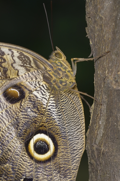 Owl butterfly Caligo idomeneus in the Amazon rainforest Amazon Ecuador Digital Download