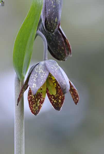 KO A48342a Digital Download