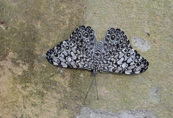Feronia Cracker  Butterfly Hamadryas feronia Amazon Ecuador Digital Download