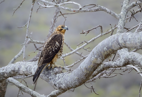 Galapagos Hawk Buteo galapagoensis Santiago Island Galapagos Islands Ecuador
 Digital Download