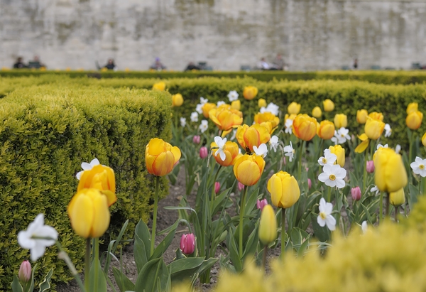 Tulips Jardins des Tuileries - Paris Digital Download