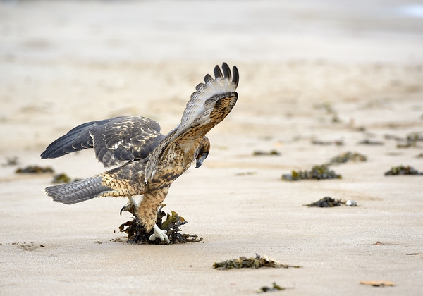 Galapagos Hawk Buteo galapagoensis landing on Espumilla Beach Santiago Island Galapagos Islands Ecuador
 Digital Download
