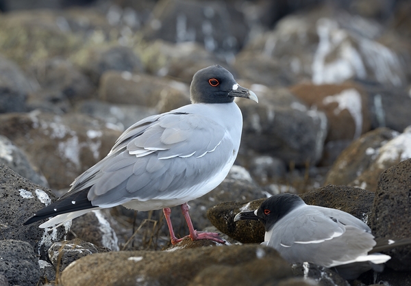 Swallow tailed Gulls Creagrus furcatus North Seymour Island Galapagos Islands Ecuador
 Digital Download