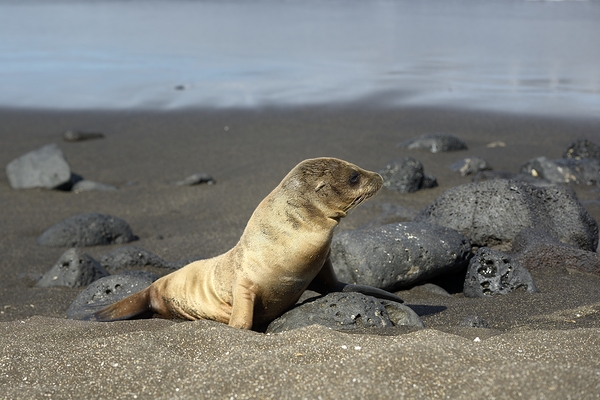 Gal?pagos sea lion Zalophus wollebaeki pup Puerto Egas Santiago Island Galapagos Islands Ecuador Digital Download