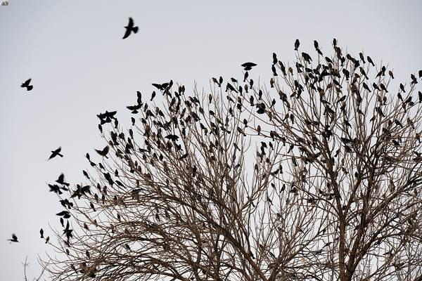 Birds in Flight Digital Download