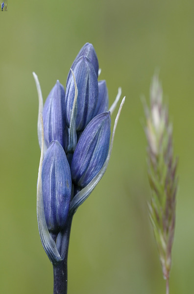Common Camas Camassia quamash Mt. Tzouhalem Ecological Reserve Cowichan Valley British Columbia Canada Digital Download