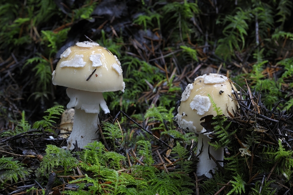 Mushroom Digital Download