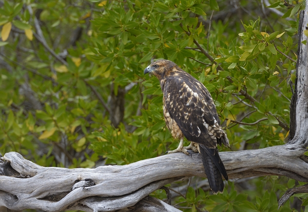 Galapagos Hawk Buteo galapagoensis Espumilla Beach Santiago Island Galapagos Islands Ecuador
 Digital Download