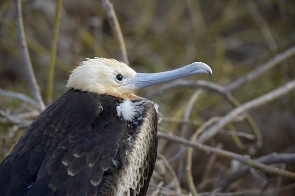 Magnificent Frigatebird Fregata magnificens immature with white head and blue beak North Seymour Island Galapagos Islands Ecuador
 Digital Download