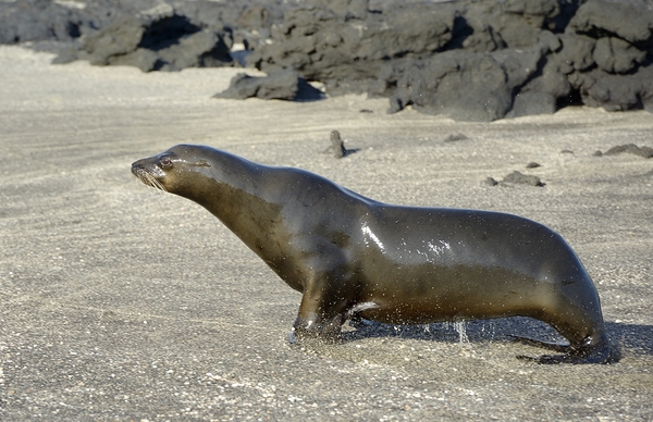 Galapagos sea lion male charging Punta Espinosa Fernandina Island Galapagos Islands Ecuador Digital Download