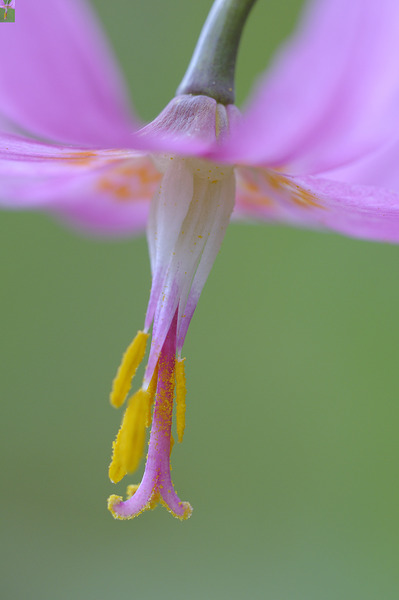 KO A18015 Digital Download