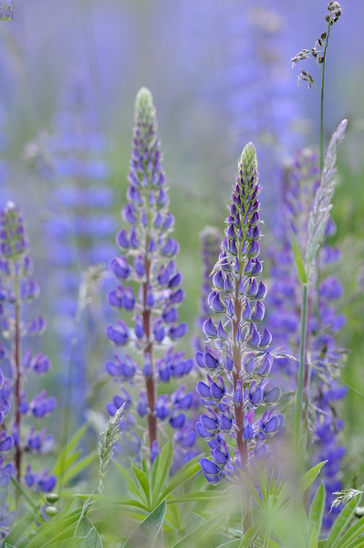 Farm in the Cowichan Valley Vancouver Island British Columbia Canada. Digital Download