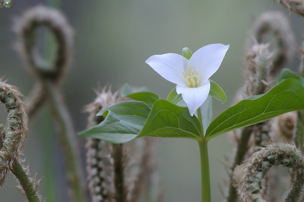 KO A17880 Digital Download