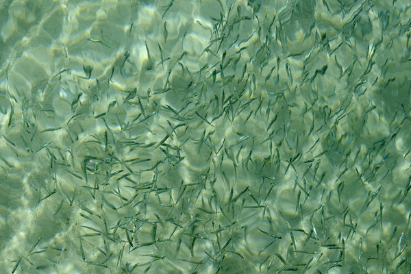 Small reef fish Digital Download