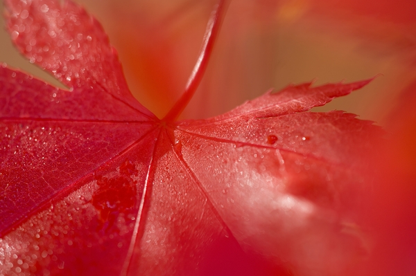 KO 50411 1 Digital Download