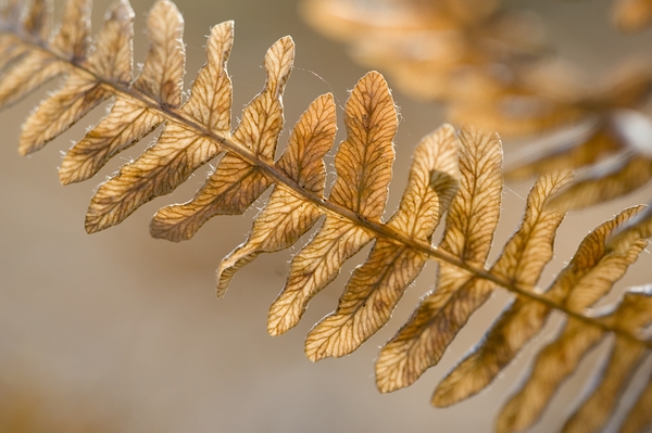 KO 50457 1 Digital Download