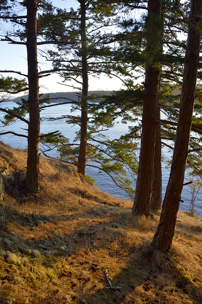 Fir trees on a grassy hillside. James Island Digital Download