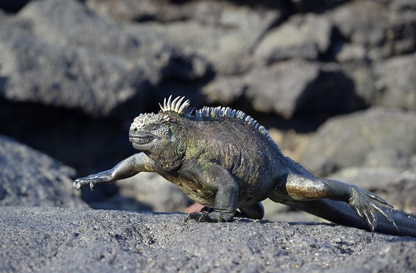 Marine Iguana Amblyrhynchus cristatus walking Punta Espinosa Fernandina Island Galapagos Islands Ecuador Digital Download