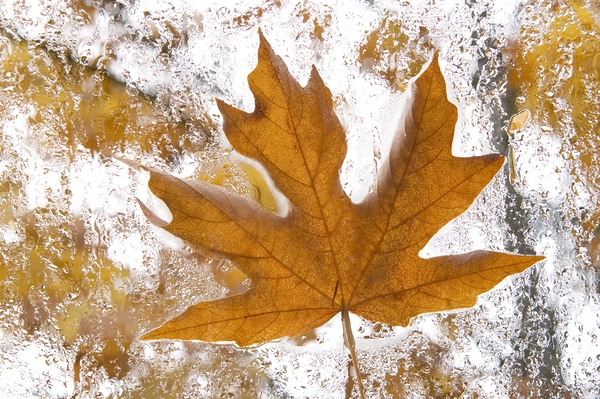 KO 45955 1 Digital Download