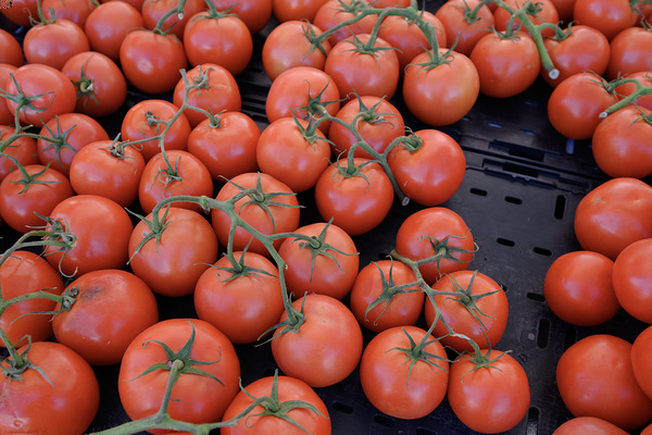 KO D16949 Digital Download