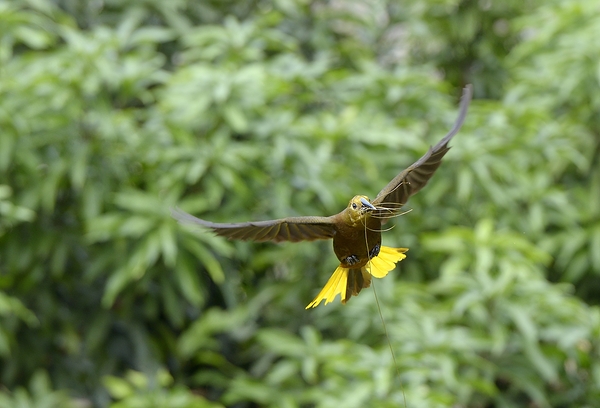 Russet backed oropendola Psarocolius angustifrons
 Digital Download