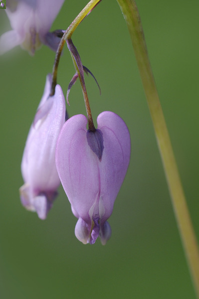 KO A48939 Digital Download