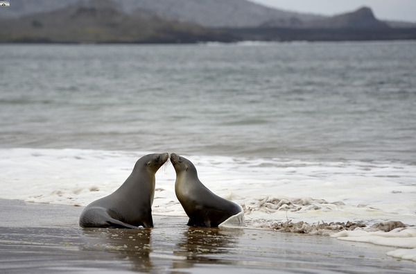 Galapagos sea lions Digital Download
