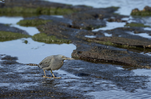 KO EC 13303a Digital Download