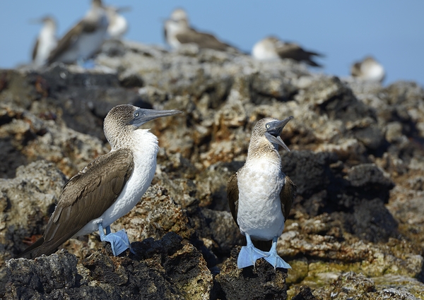 Blue footed Booby Sula nebouxii Punta Moreno Isabela Island Galapagos Islands Ecuador Digital Download