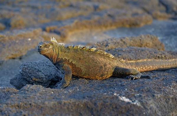 Marine Iguana Amblyrhynchus cristatus at sunset with beautiful coloring Punta Espinosa Fernandina Island Galapagos Islands Ecuador Digital Download