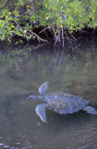 Galapagos green turtle Chelonia mydas agassisi Elizabeth Bay Isabela Island Galapagos Islands Ecuador Digital Download